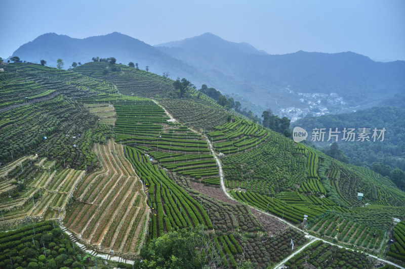 杭州龙井梅岭茶园