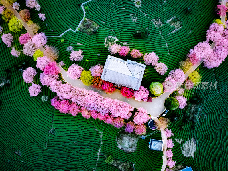 福建龙岩台品樱花院茶园樱花相映成趣照片