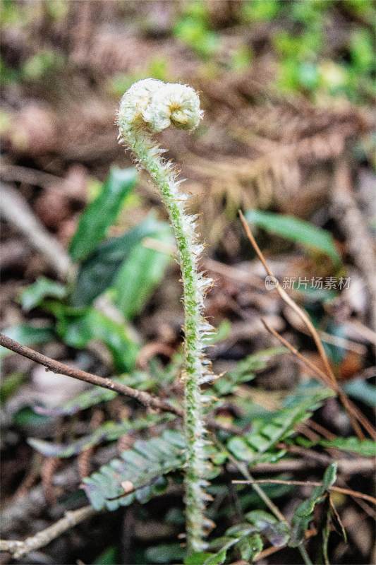 微距拍摄的春季植物特写