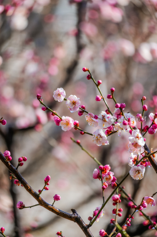 春天北京市内桃花盛开明城墙遗址公园