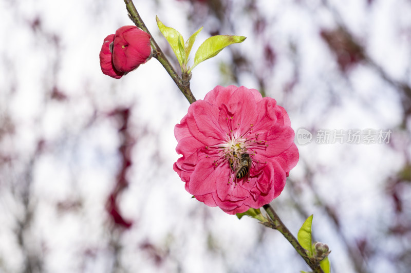 枝头绽放的红色碧桃花与采蜜蜜蜂