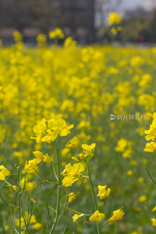 美丽的黄色油菜花田近景特写