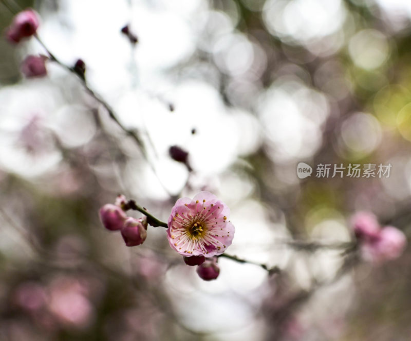 粉色梅花特写