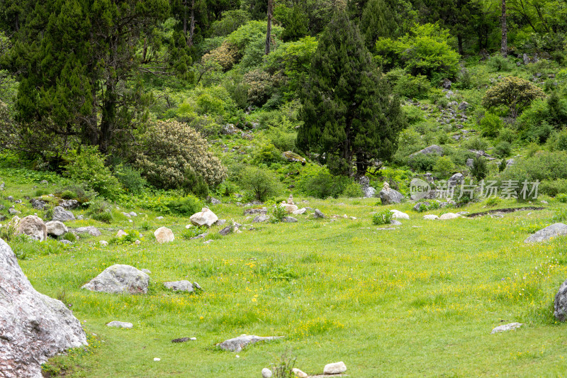 四川阿坝理县毕棚沟景区燕子岩高山草甸