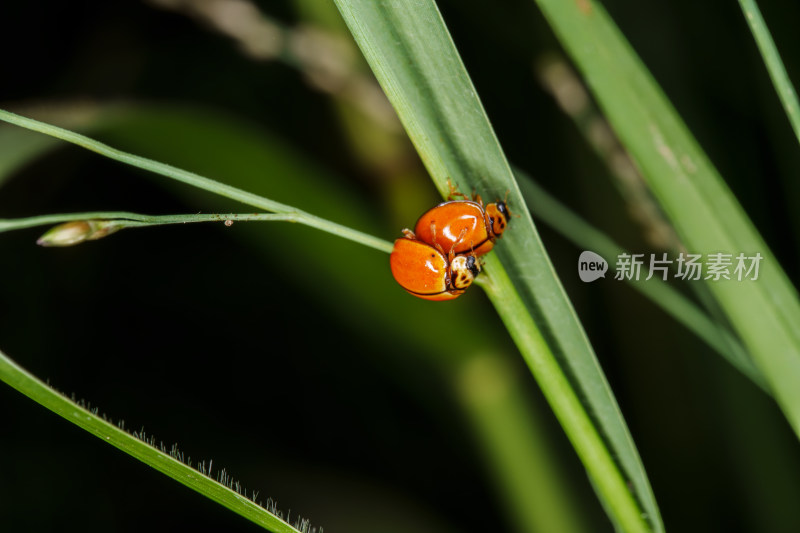 两只瓢虫在草叶上交配