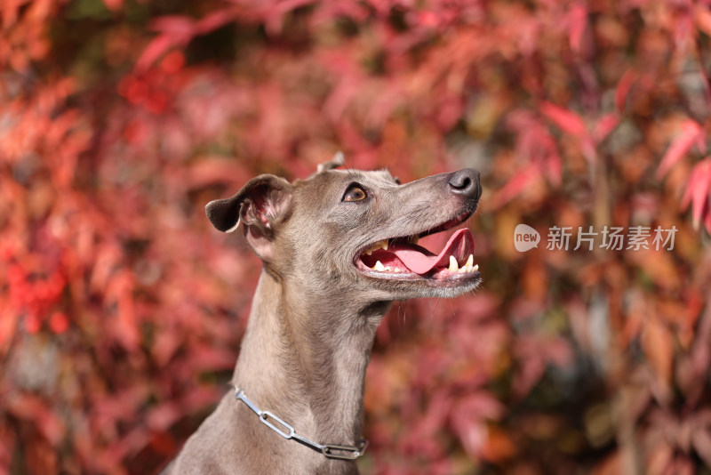 秋天红枫里的意大利小灵缇犬