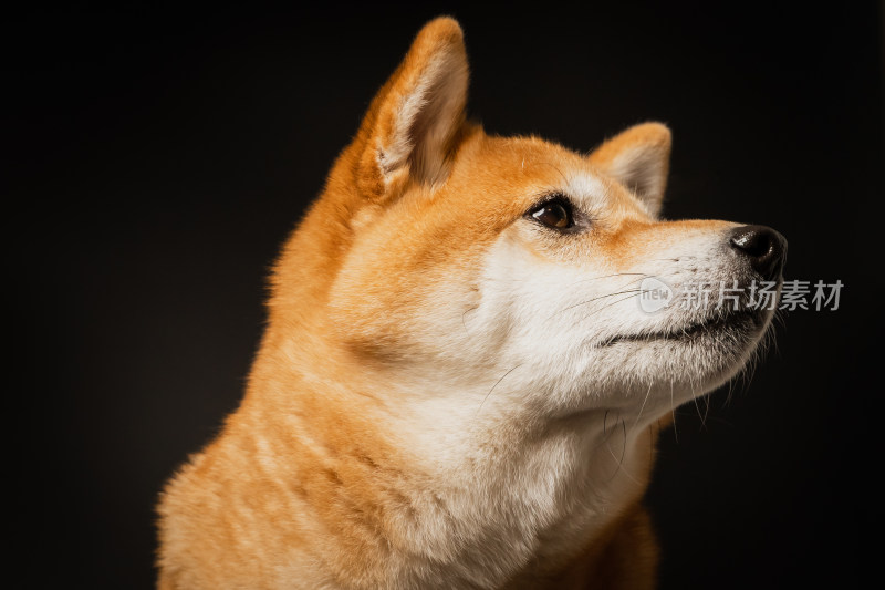 日本柴犬宠物狗写真