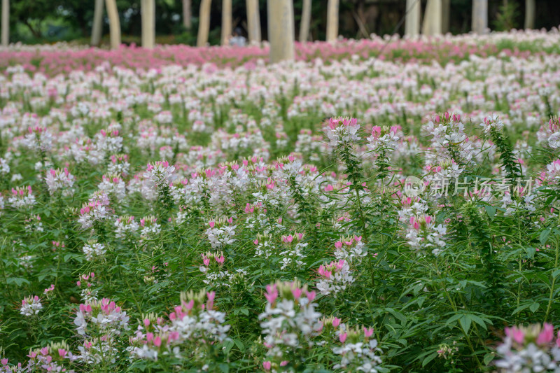 醉蝶花花海