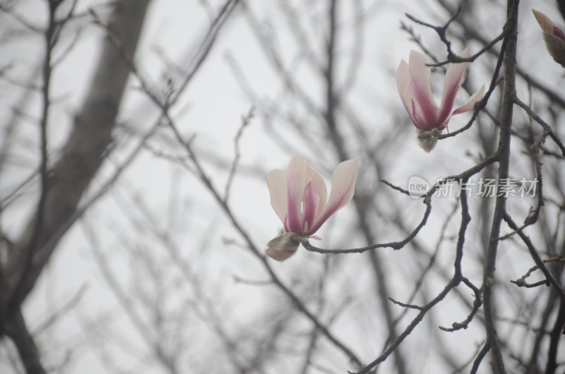 盛开的玉兰花特写