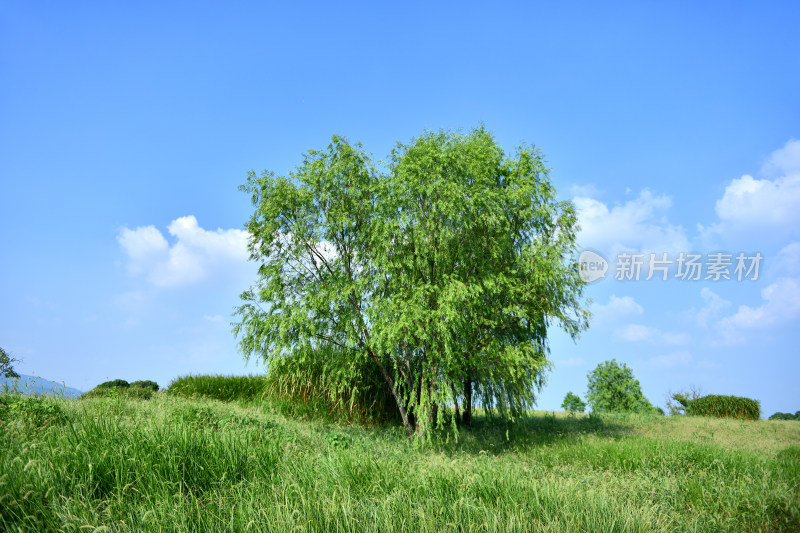 蓝天白云绿树绿草地