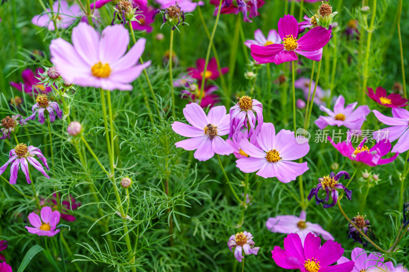 花蕊上采蜜的蜜蜂