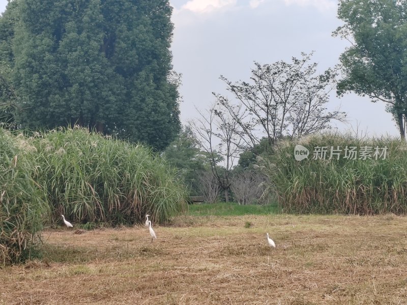 户外开阔草地中几只白鹭在活动