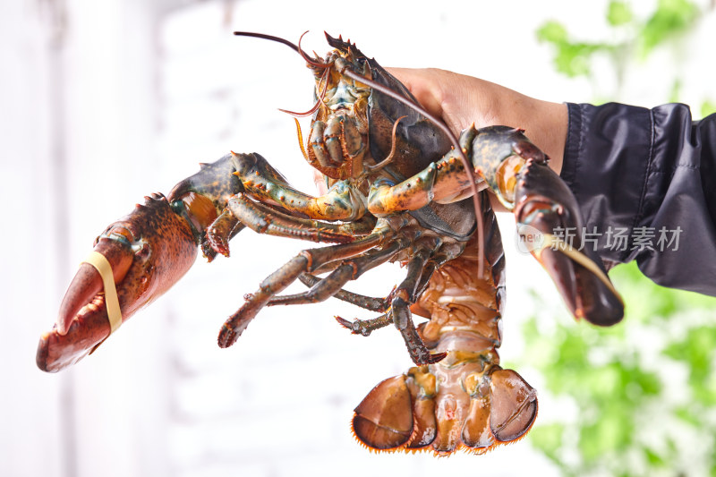 海鲜 龙虾 大龙虾