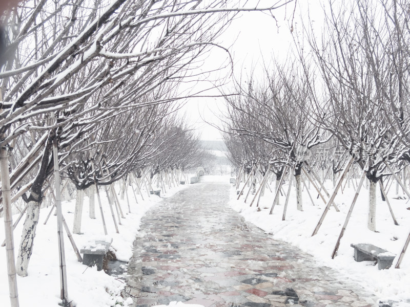 雪后林间小路雪景