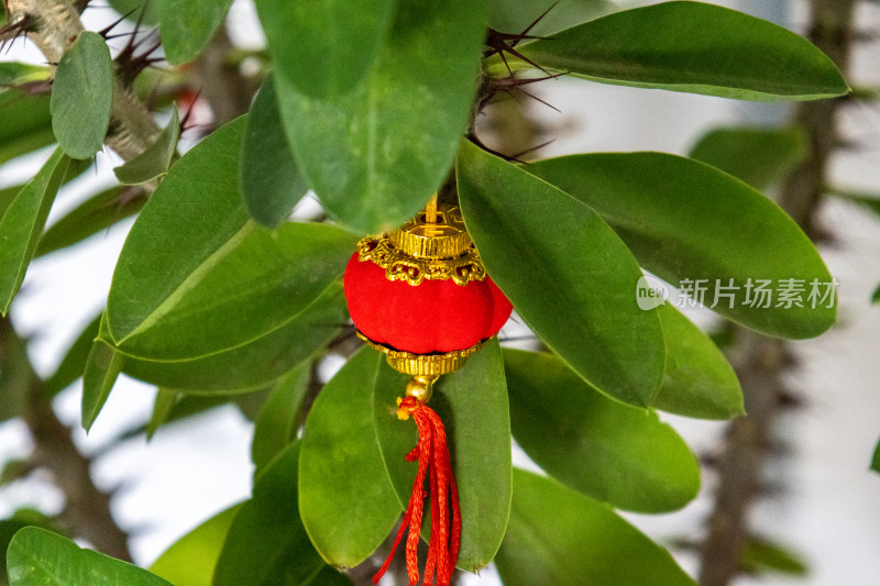 新年绿植祈福