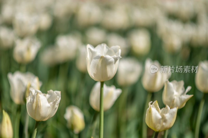 白色郁金香花田