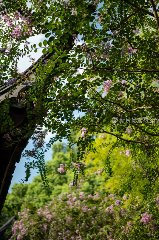 上海松江醉白池公园风景