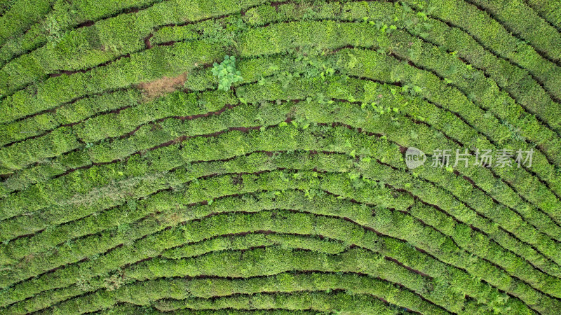 绿色茶园茶叶种植基地航拍