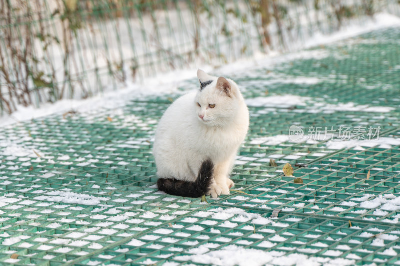 冬季城市流浪猫白猫