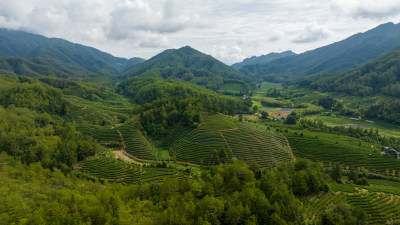 武夷山茶山茶园 优质大红袍产区