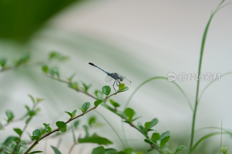 蓝蜻蜓栖息枝头