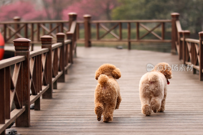 两只在栈道上奔跑的泰迪犬