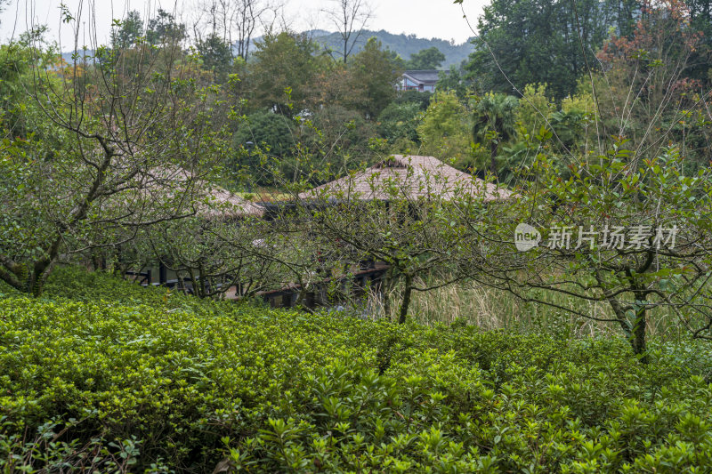 杭州三台山乌龟潭风景