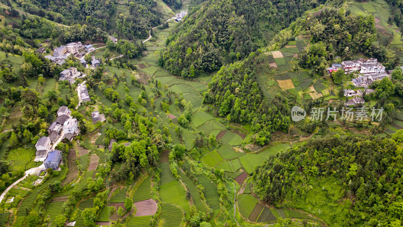 大山山峰农村农业农民茶园