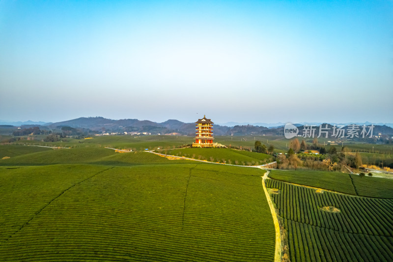 贵州遵义湄潭茶海