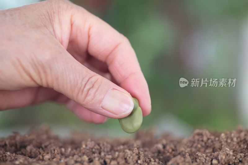 手拿一粒蚕豆种在土壤里特写