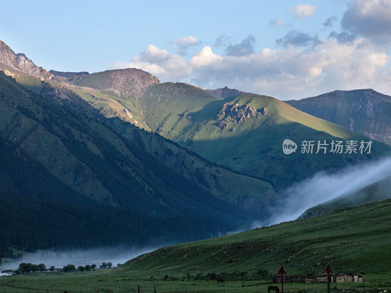 夏天新疆伊犁，早晨草原森林雾气的自然风景