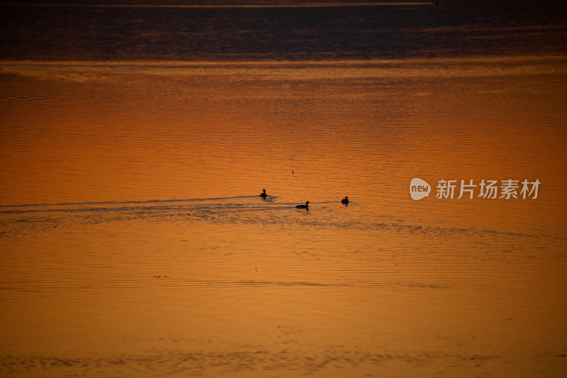 夕阳下水面上的鸟群晚霞