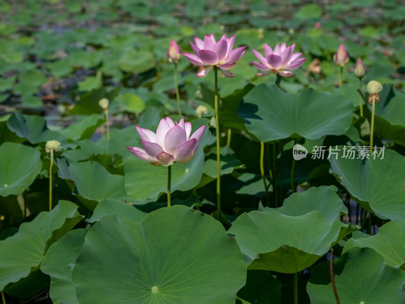 夏天池塘荷花莲花开放夏至立夏