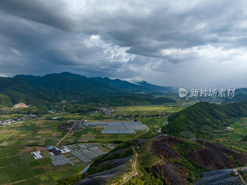 航拍乡村绿色稻田