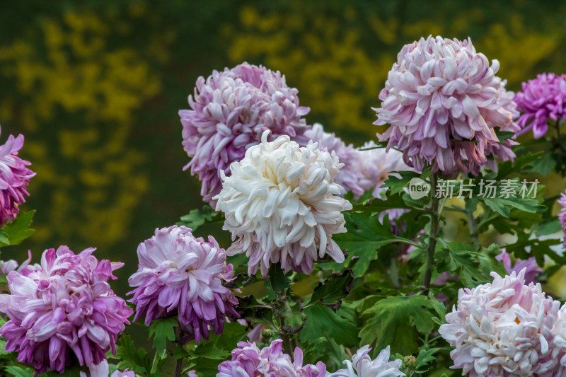 福州西湖第58届菊花展览