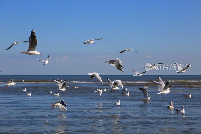 海边飞翔与休憩的海鸥