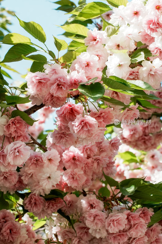 北京朝阳公园樱花