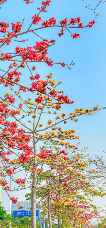 佛山禅城澜石地铁站盛开的木棉花