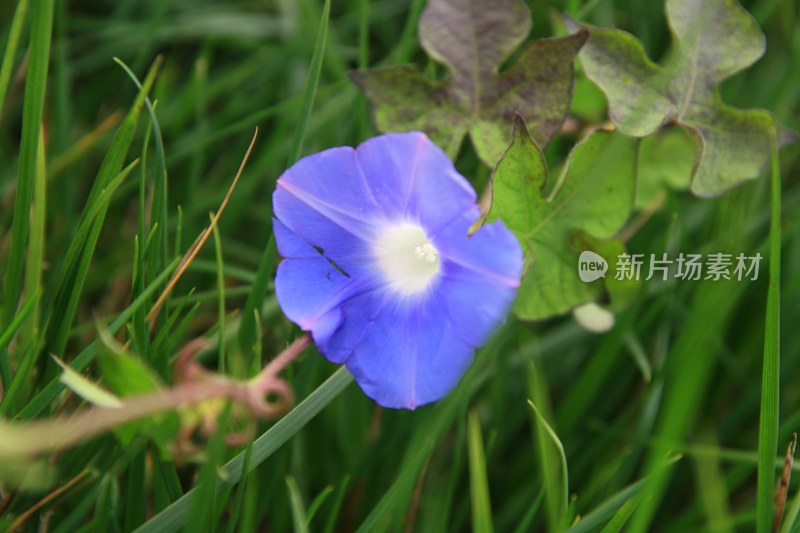 盛开的花朵