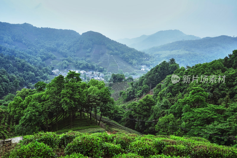 浙江杭州龙井村茶园