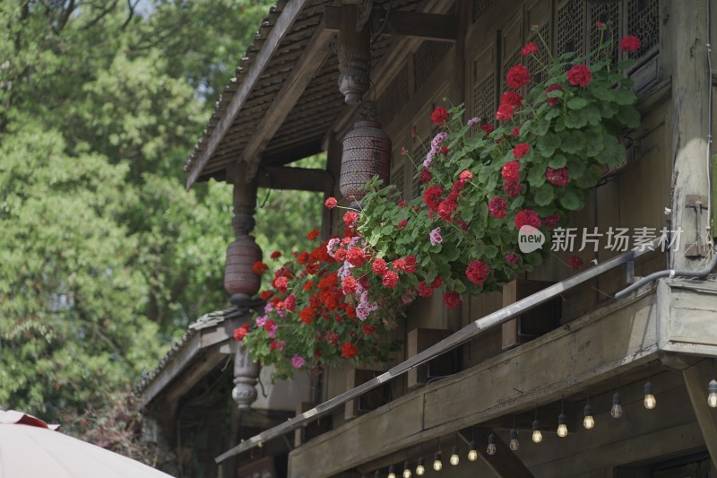 四川安仁古镇夏季开花盆栽植物花卉建筑