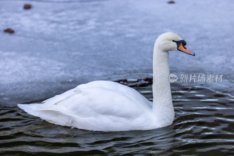 一只在冰雪地里游泳的白天鹅