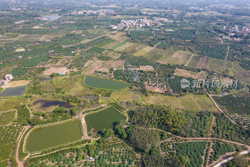 湛江红江农场廉江红橙种植园