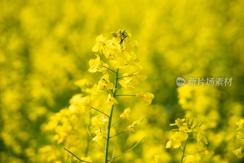 油菜花田