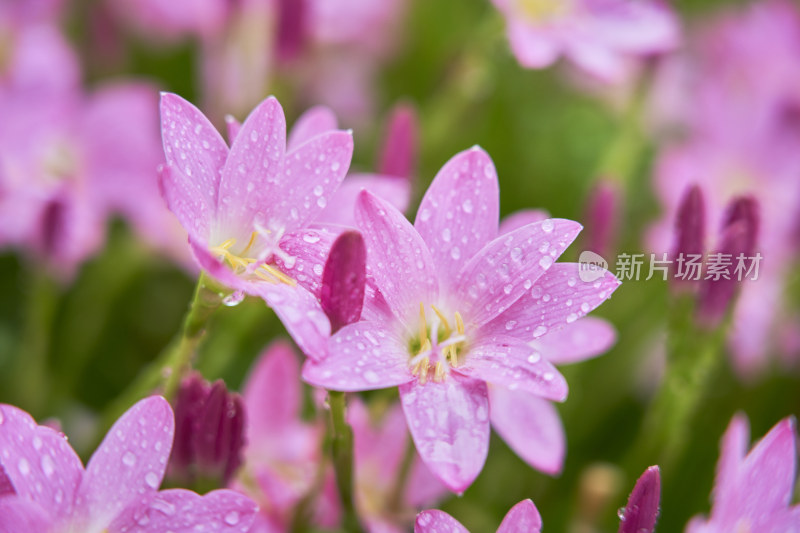 粉色的风雨兰花海