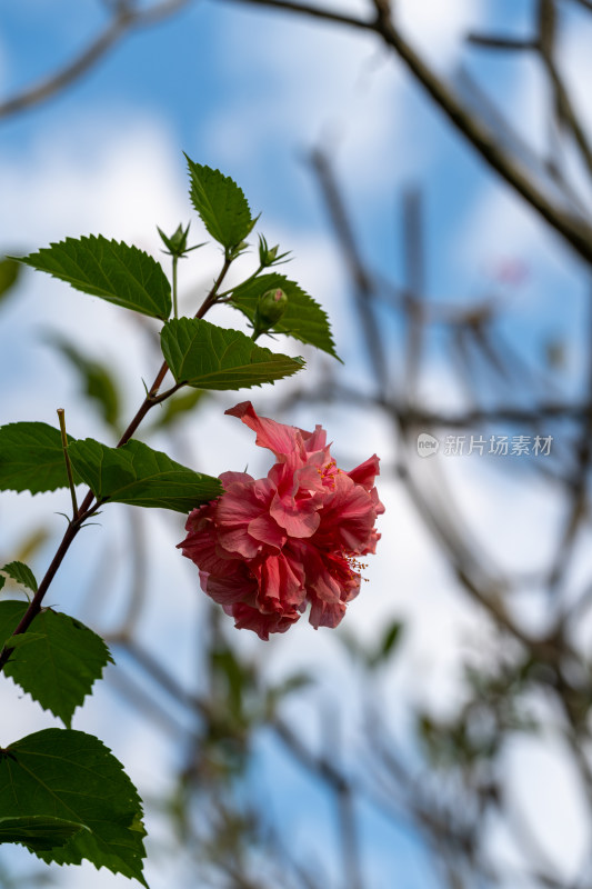 重瓣朱槿花朵的特写镜头