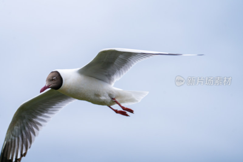 若尔盖的海鸥