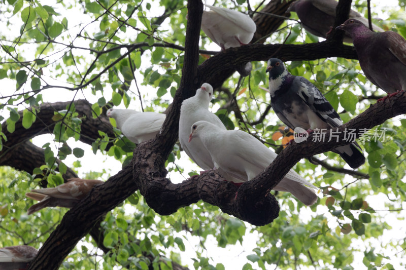 杭州西湖边树上栖息的鸽子