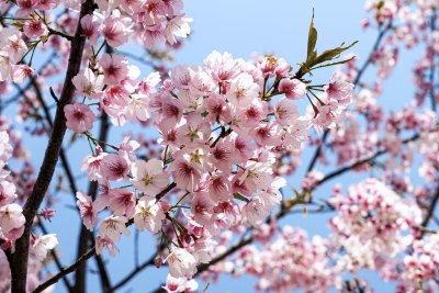 顾村樱花