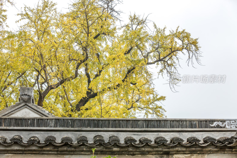 秋天寺院金黄银杏 苏州太平禅寺